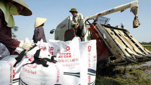 Nông dân thu hoạch lúa ở ngoại thành Hà Nội