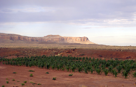 Cornfield bathed in sunlight. Photograph by Andrew Lewis.