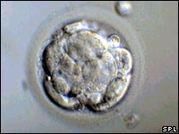 Imagem de embrião em seu estágio inicial