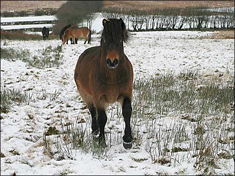 Exmoor snow pony