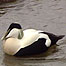 Eider Duck
