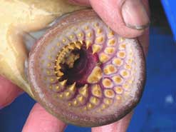 The Mouth of a Sea Lamprey
