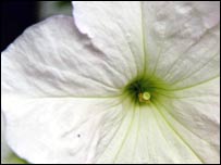 Бєлая пєтунія