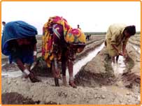 کیا ساری زمین فوج کی ہے ؟ 