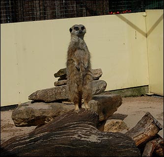 Meerkat at the Birmingham Nature Centre