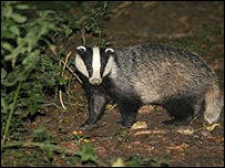 Badger