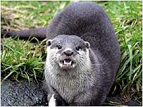 Otter c/o PA Images