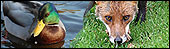 Duck & Fox - nature photos