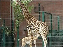 Inga, a girafa bebê, com a mãe