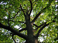 Oak tree