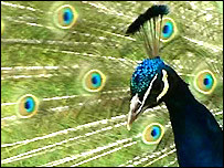 A peacock strolls around the gardens of Newstead
