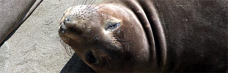 An elephant seal
