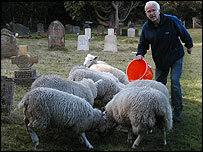 David Cook and sheep at Dunwich