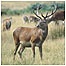 Walking Index (Red Deer)