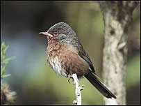 Dartford Warbler c/o RSPB Images