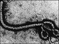 O vírus ebola