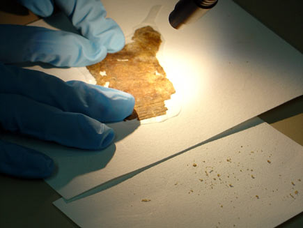 A pair of hands in blue rubber gloves holds a scroll fragment gently down on a sheet of white paper as a flexible bench spotlight illuminates it.  Dust and tiny particles of paper from the fragment are collected on a piece of paper beneath
