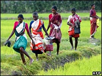 بھارت میں زراعت