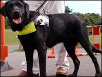 Labrador sendo treinado