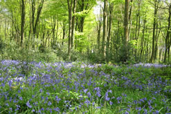 Bluebells in West Wood
