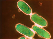 Bactéria 'Yersinia pestis'