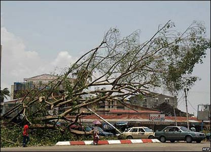 Cây đổ ở Rangoon