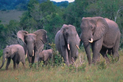 African elephants