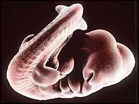 امریکی سینیٹ