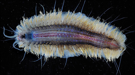 Imagem BAS/P.BUCKTROUT