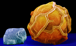 A close-up glimpse of a whole peppercorn with a grain of sea salt