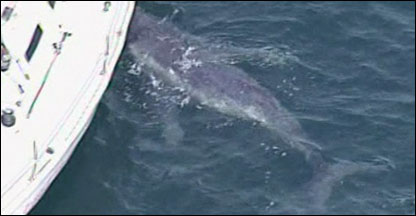 Filhote de baleia-jubarte nada perto de iate