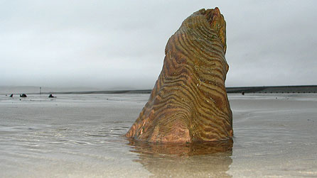 Llun o foncyff coeden yn y dŵr ar draeth y Borth. Llun: Chris Lakin