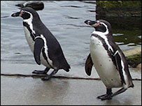 Penguins