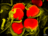 Bactéria da gonorréia