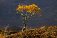 Autumn Glow, by Jon Baker