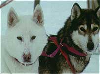 Huskies