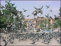 कराची के कबूर