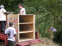 Releasing some parrots