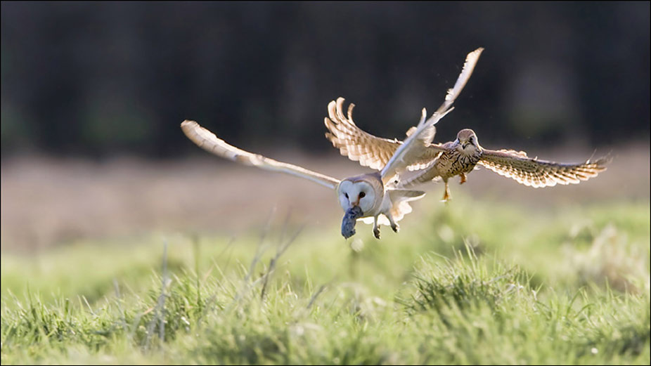 Penereiro do Dorso Malhado perseguindo Coruja das Torres
