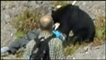 Urso ataca turista