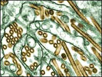 Vírus que causa a gripe aviária