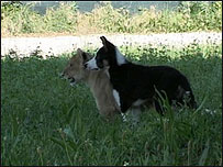 Animais no zôo da Itália