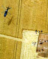 helicopter flying over a corn field