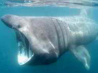 A Basking Shark