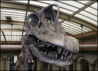 Foto de Carola Radke, Museu de História Natural de Berlim