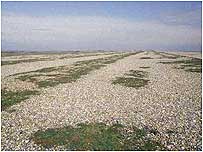 Orford Ness spit c/o English Nature and Peter Wakely