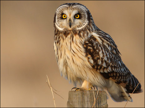 Birdguides鸟类摄影比赛作品之一（摄影：James Wood）