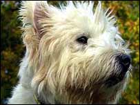 West Highland Terrier