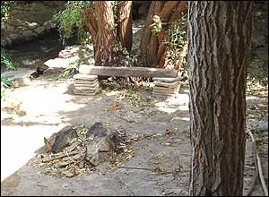 رويا دهقان پور