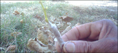 د انګورو پيوند 